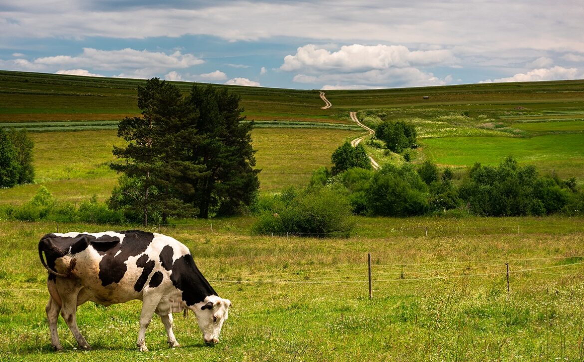 Cow on green grass and agriculture landscape in Poland